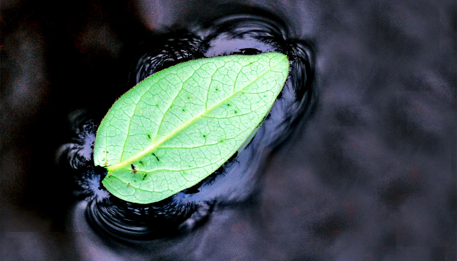 'Artificial leaf' splits water to make sustainable power - Futurity: Research News