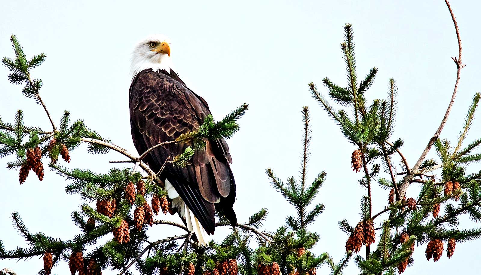 Common trees absorb less carbon as temps rise - Futurity: Research News