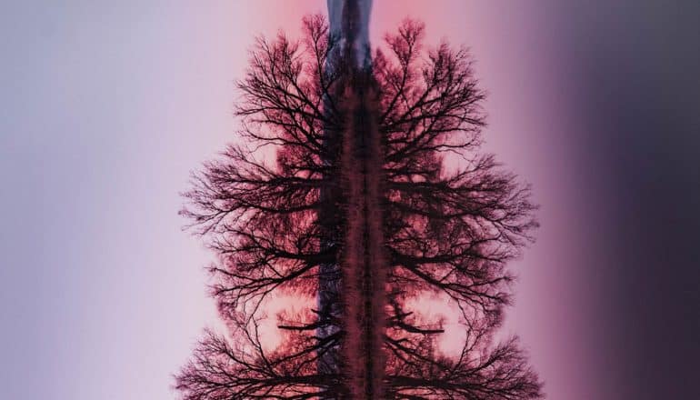 sideways, red-tinted tree silhouettes form lung-like shape