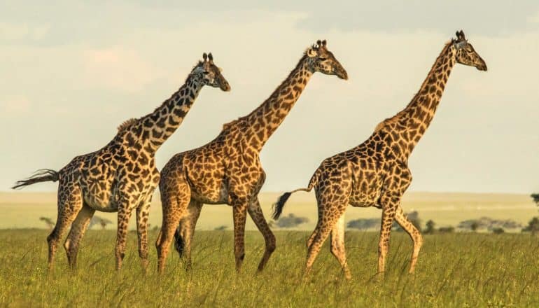 three giraffes