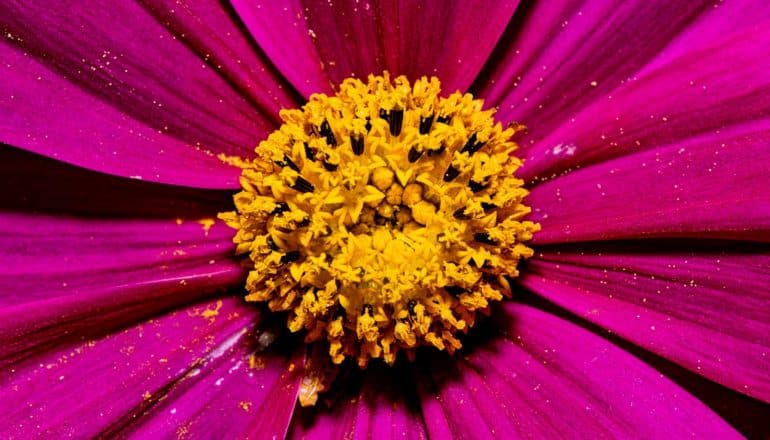 pollen in center of hot pink flower and dusted on petals