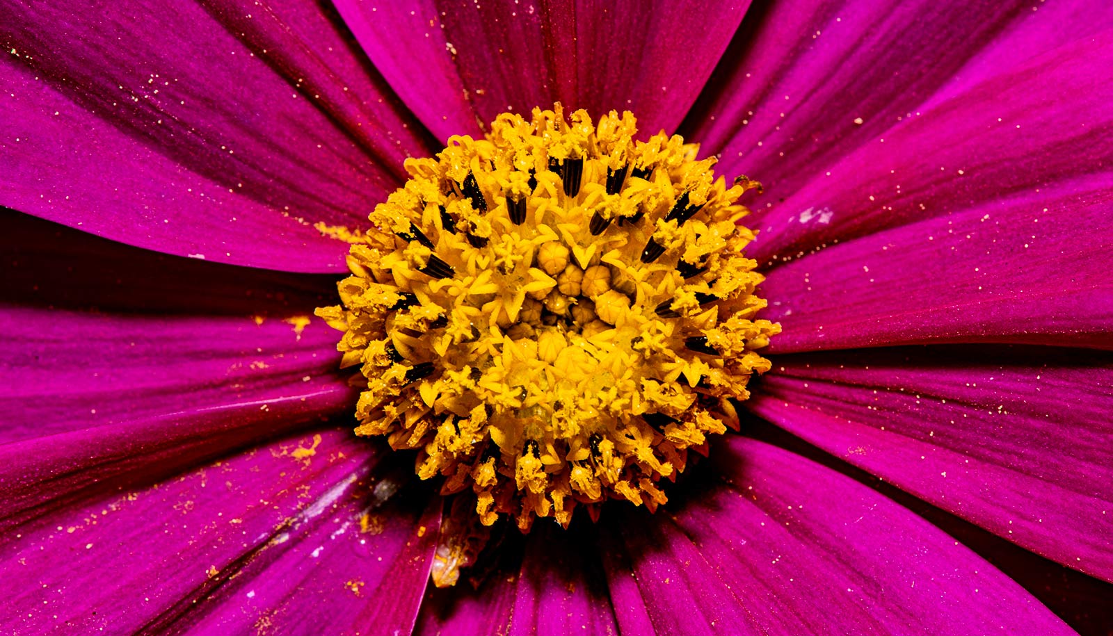 Great Facts Gene makes plants produce less pollen