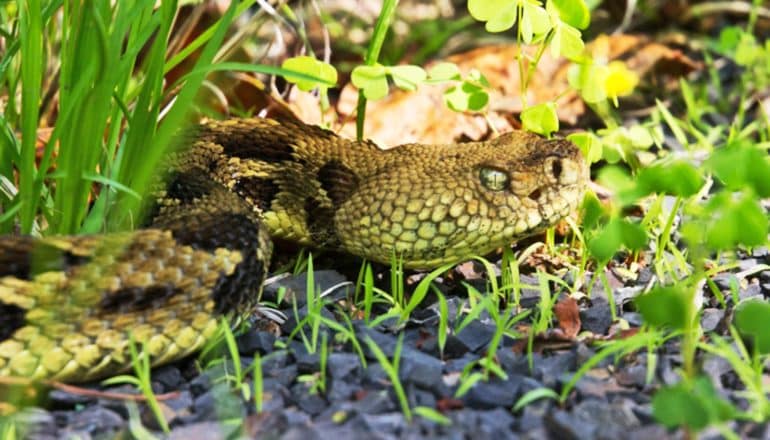 rattlesnake emerges from grass