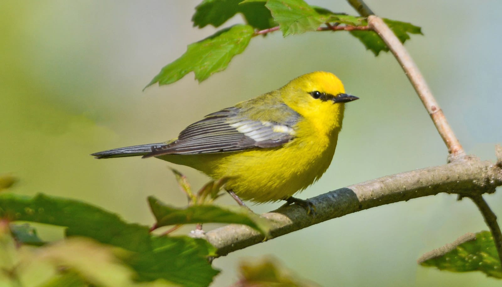 small yellow bird on branch with gray-blue wings