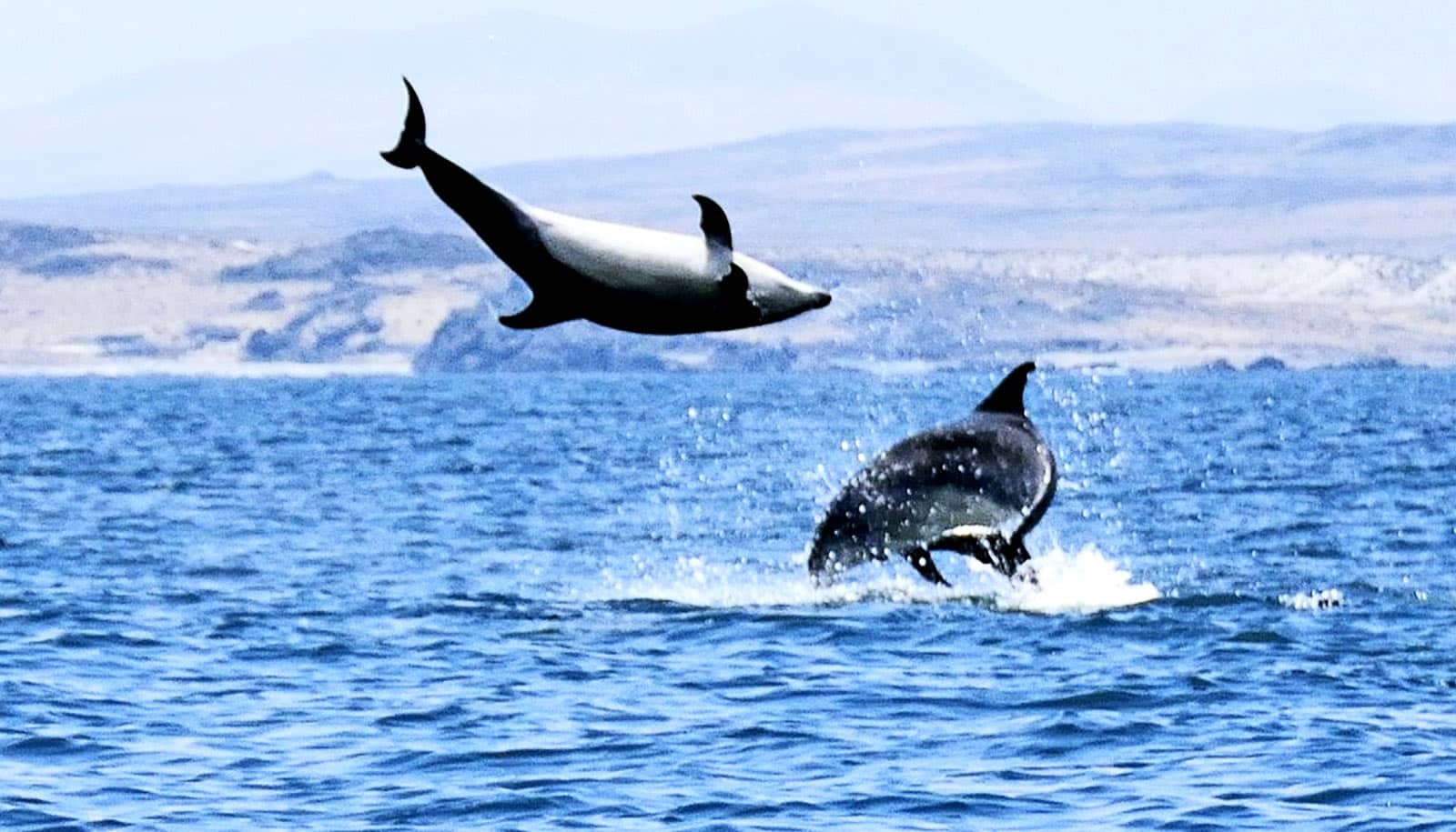 young dolphin young dolphin