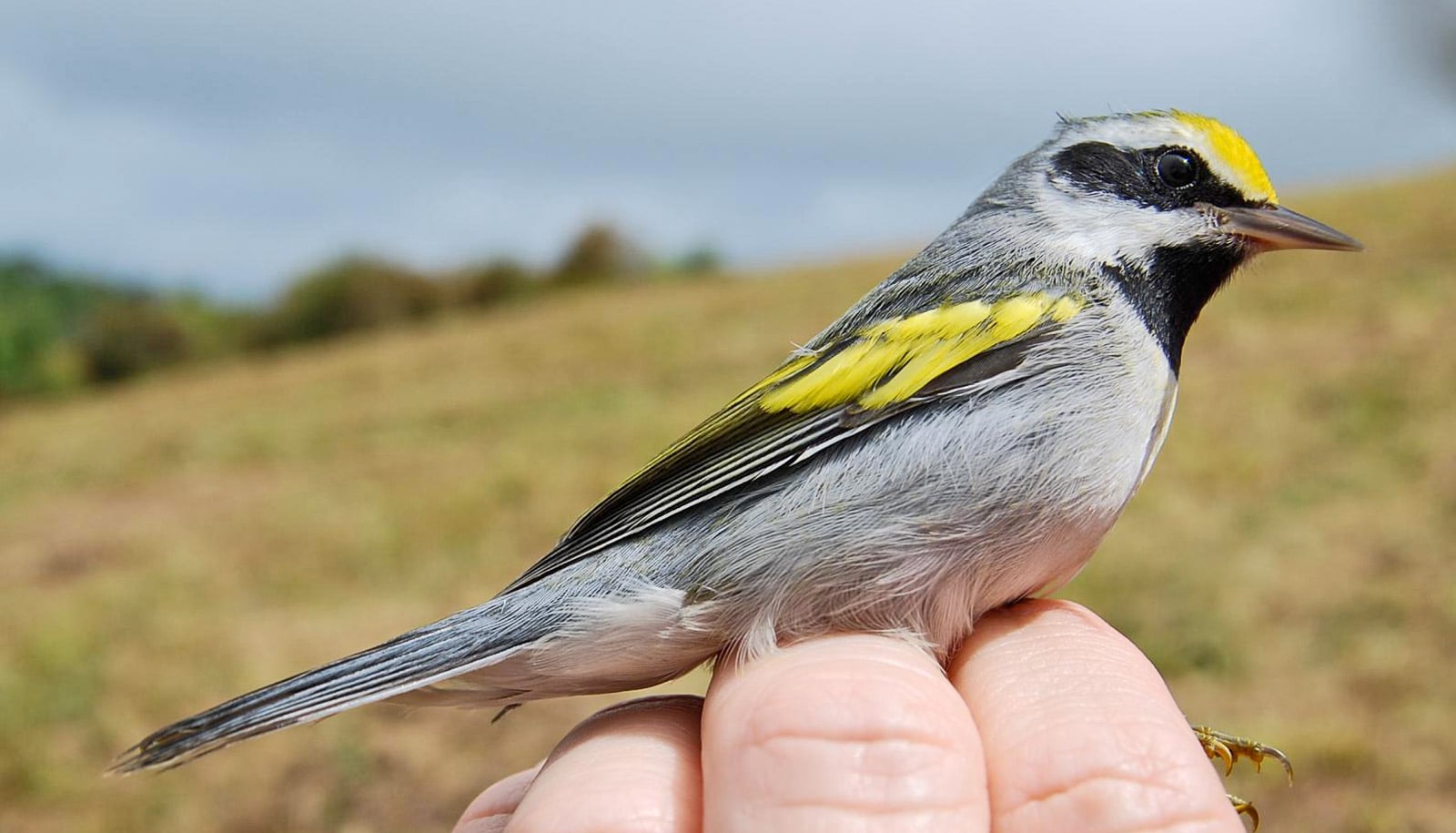 hand holds small gray bird with yellow on wings, black and yellow and face