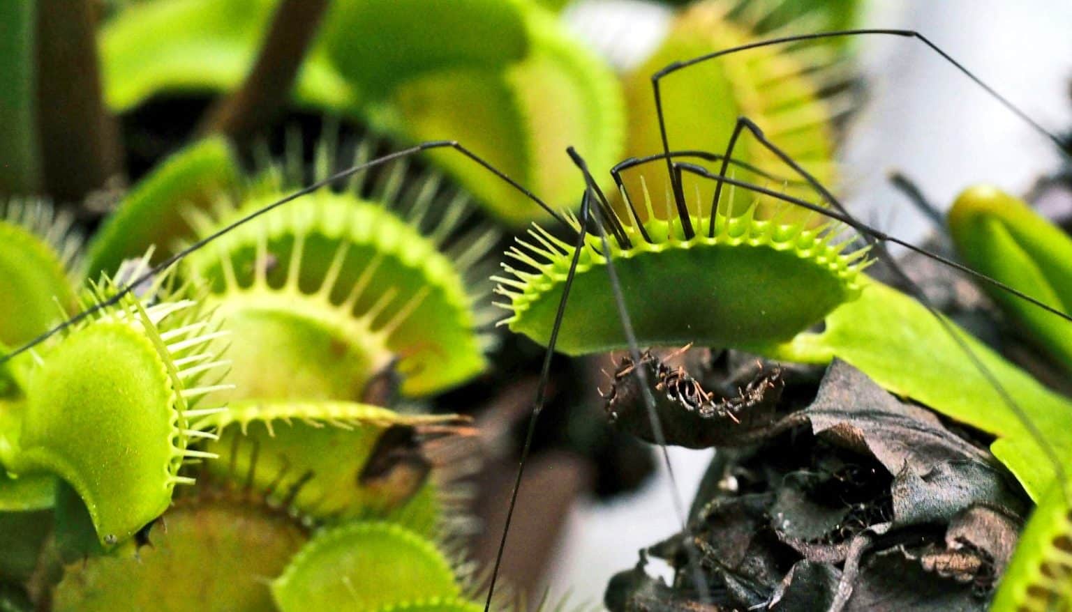 closed venus flytrap leaf with long spider legs sticking out.