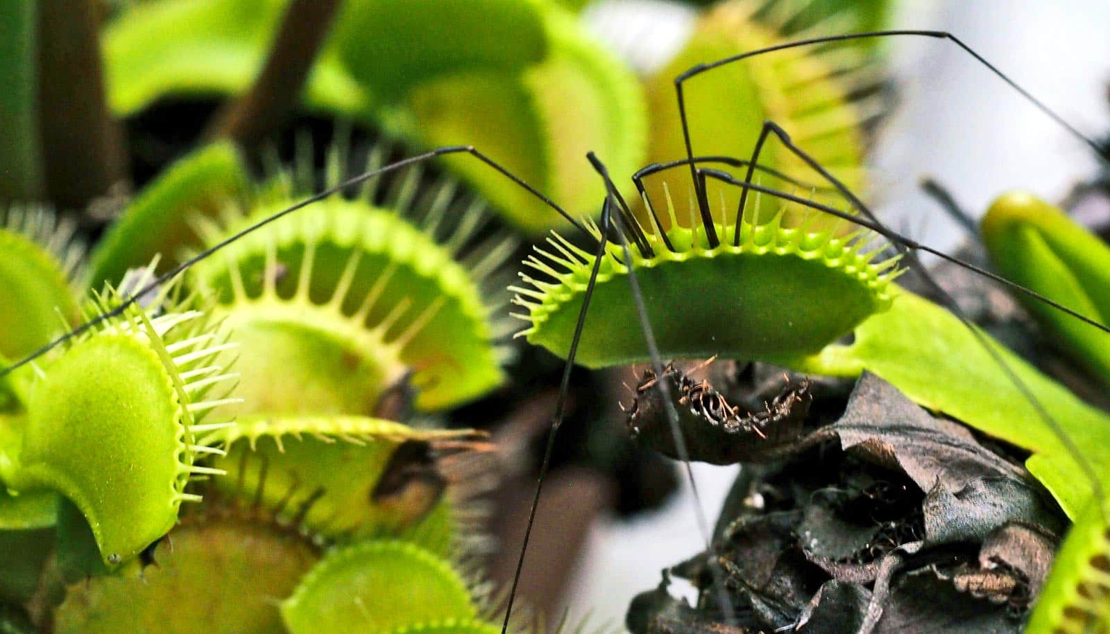 Slow touches make Venus flytraps snap shut Futurity
