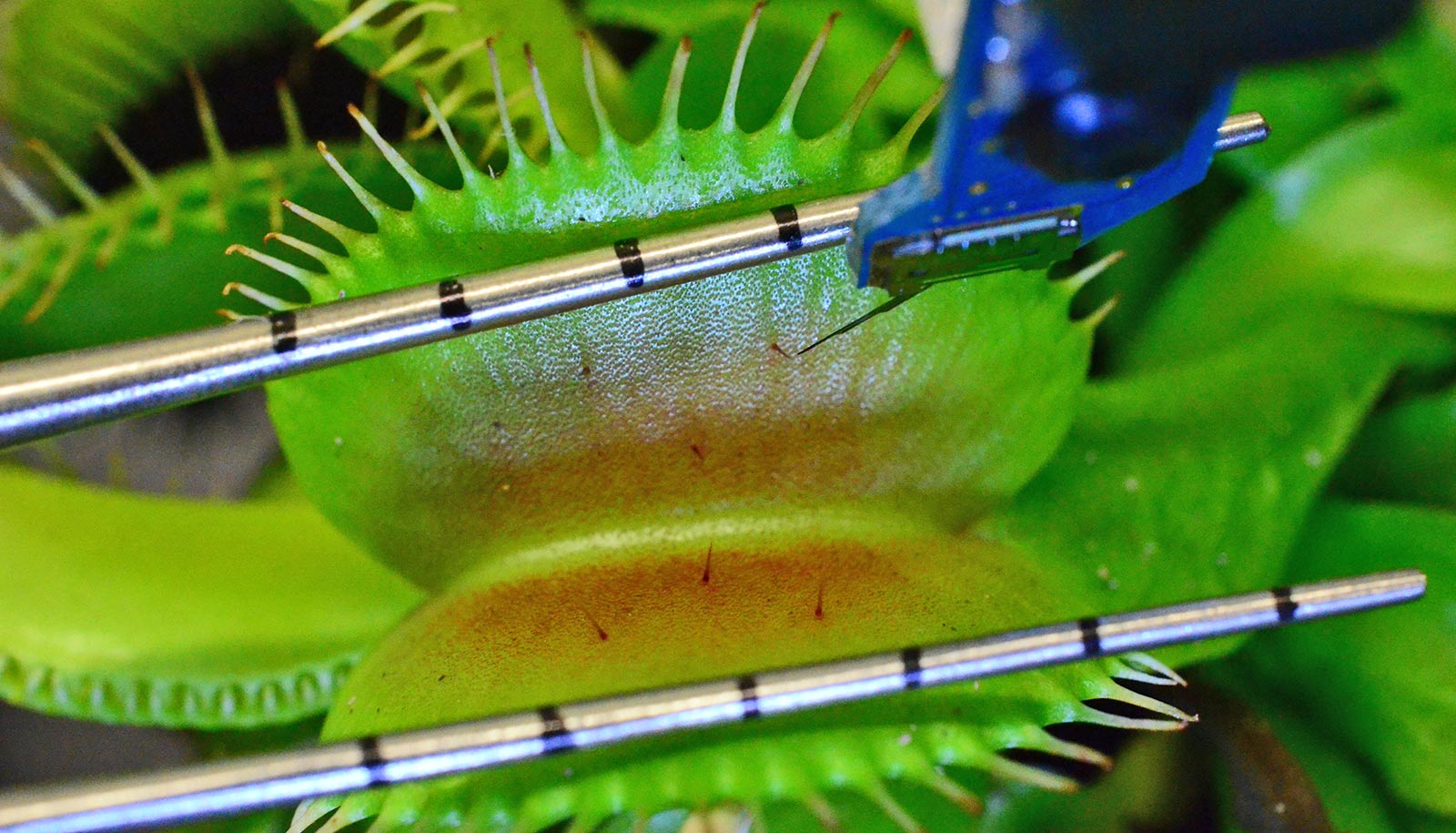 metal bars hold open flytrap leaves and sensor pokes in