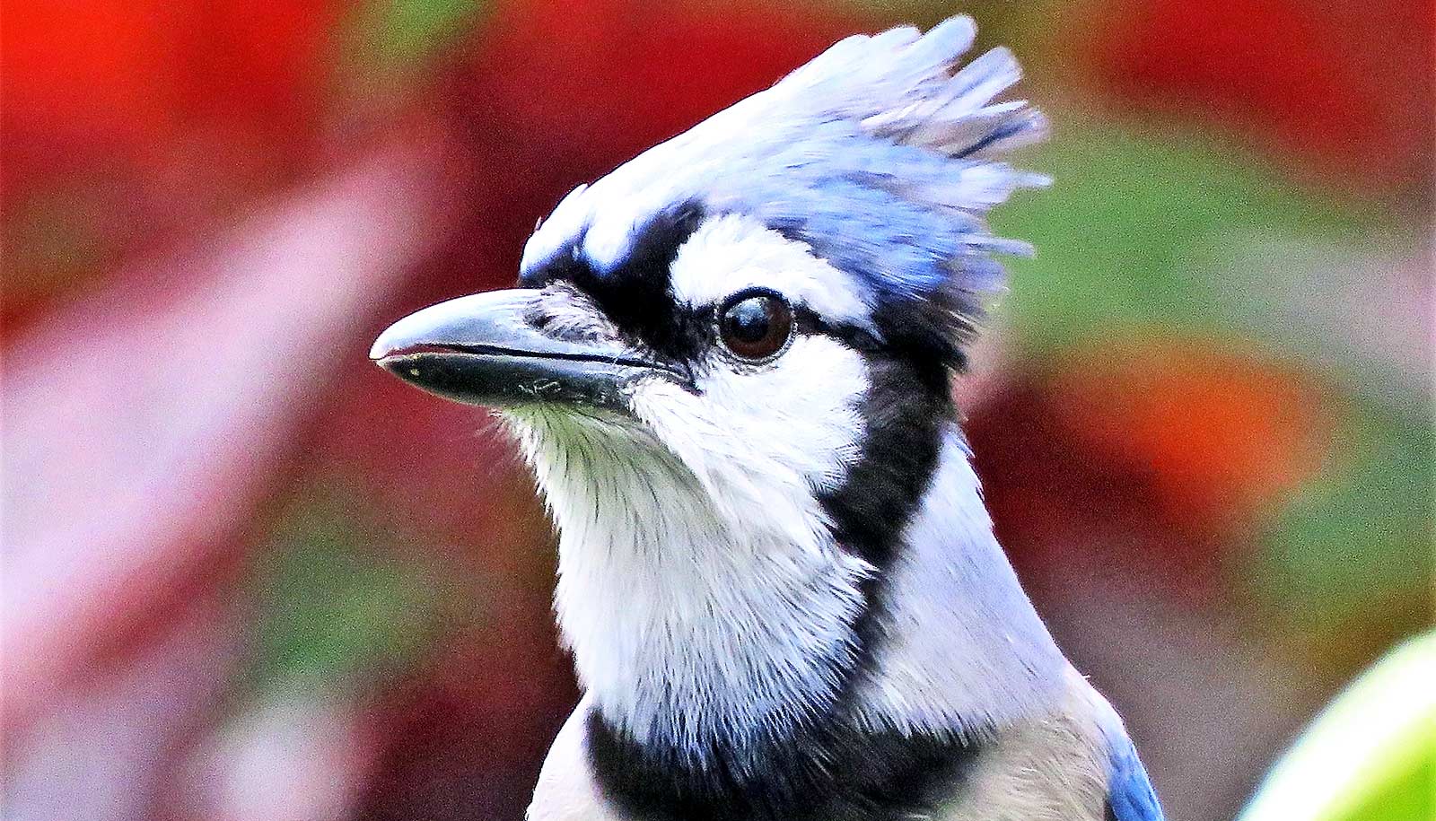 Bird Health And Feather Color Changes