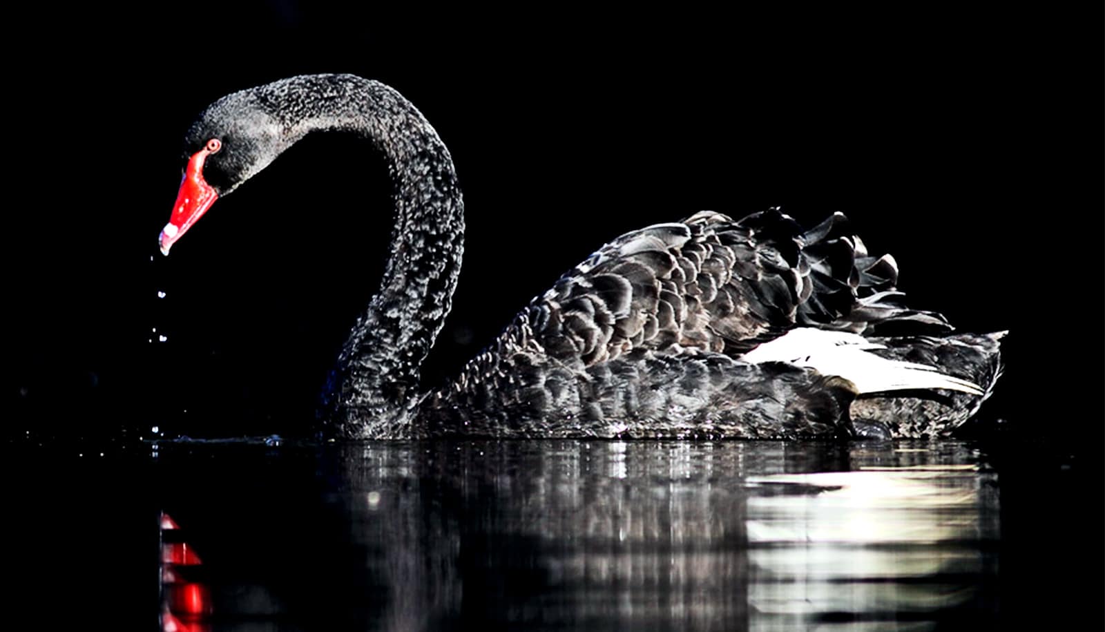 Avalanches inspire to predict 'black swan' - Futurity