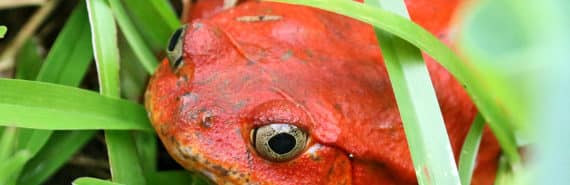red frog in grass