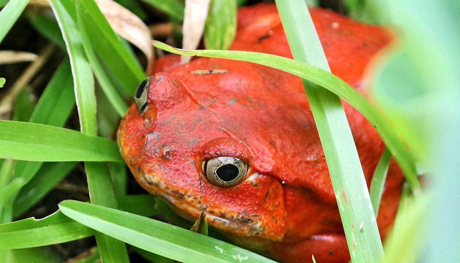 https://www.futurity.org/wp/wp-content/uploads/2020/09/big_frogs_big_tadpoles_1600.jpg