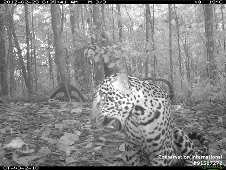 b/w image of jaguar in forest