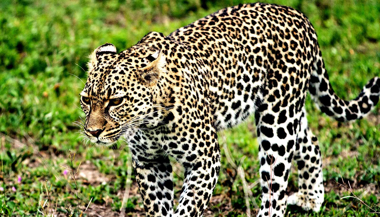 https://www.futurity.org/wp/wp-content/uploads/2020/09/leopards_1600.jpg https://www.futurity.org/wp/wp-content/uploads/2020/09/leopards_1600.jpg