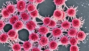 pink clusters of bacteria