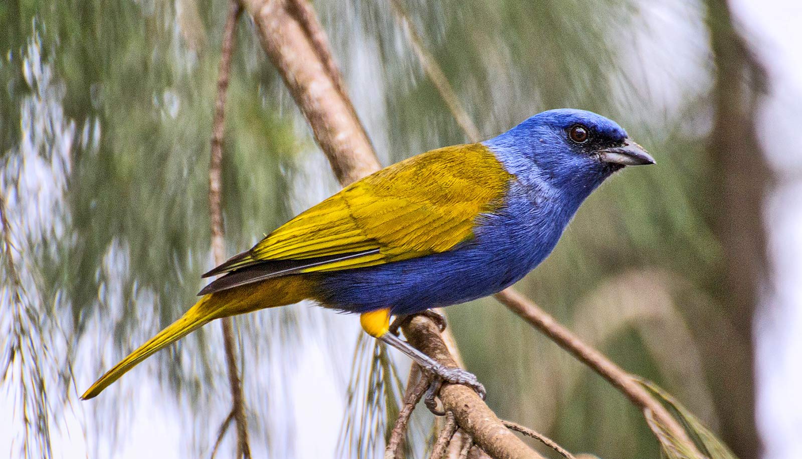 blue and yellow bird on branch