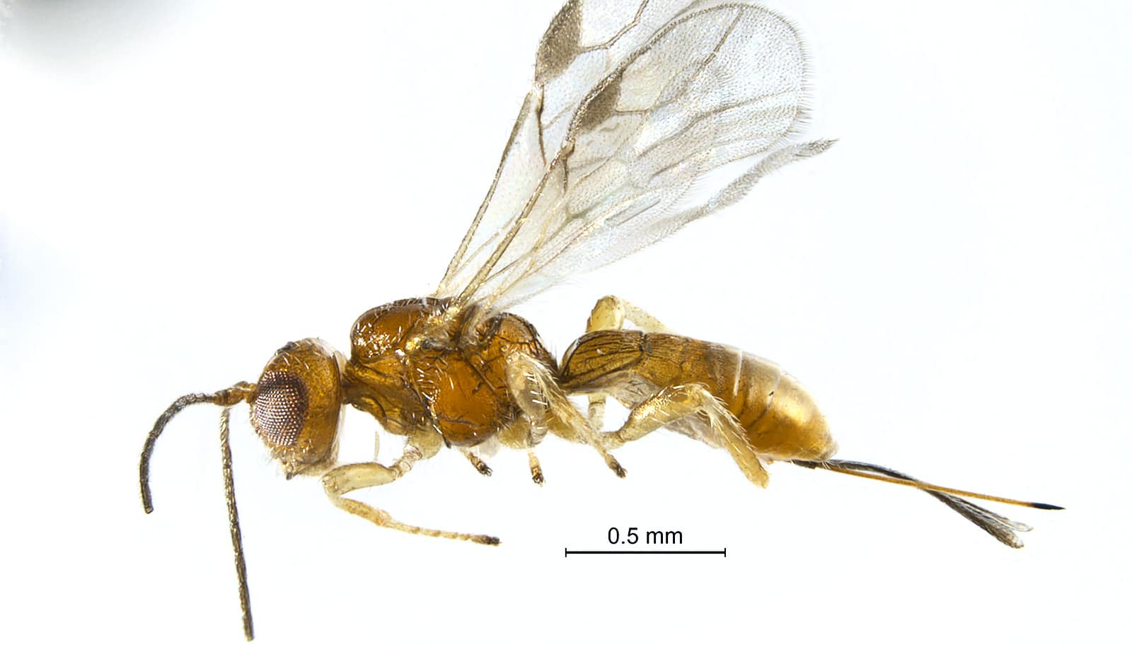 Allorhogas gallifolia is a new species of wasp discovered in live oak trees. First collected in 2014 by students in the lab of Rice evolutionary biologist Scott Egan, A. gallifolia is one of four new wasp species described in the study. (Credit: Ernesto Samacá-Sáenz/UNAM)