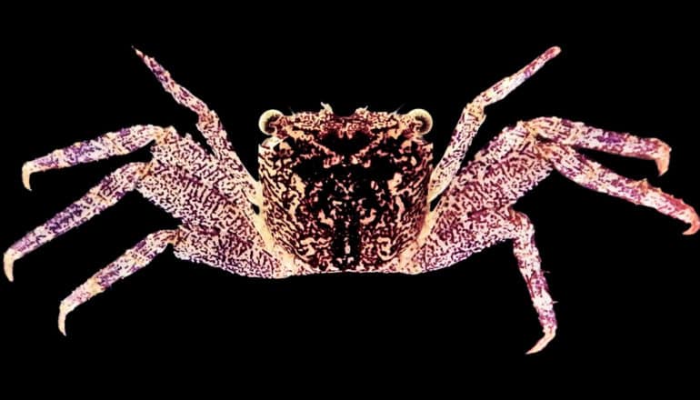 mottled purplish crab