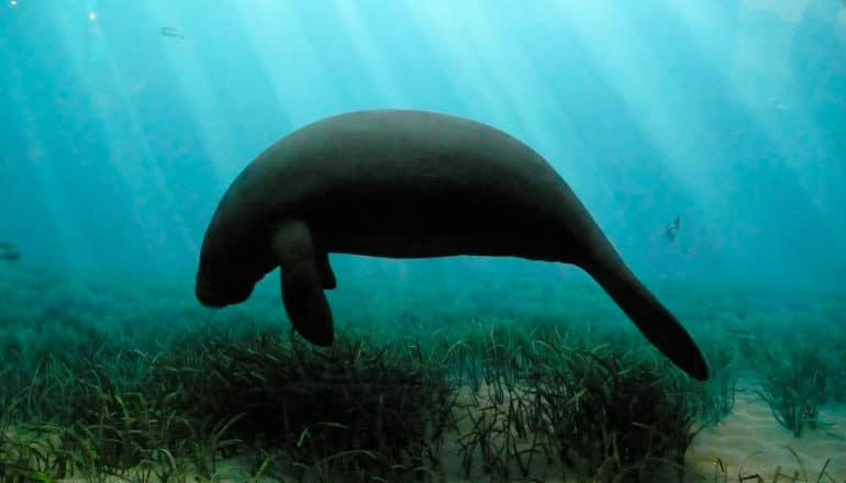 manatee swimming