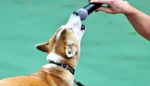 A New Guinea singing dog sings into a microphone