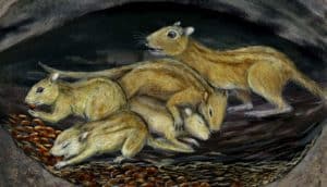 small mammals in burrow