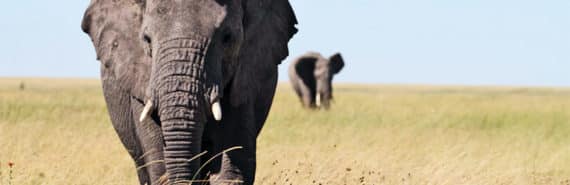 An elephant walks over tall, yellow grass, with another in the distance