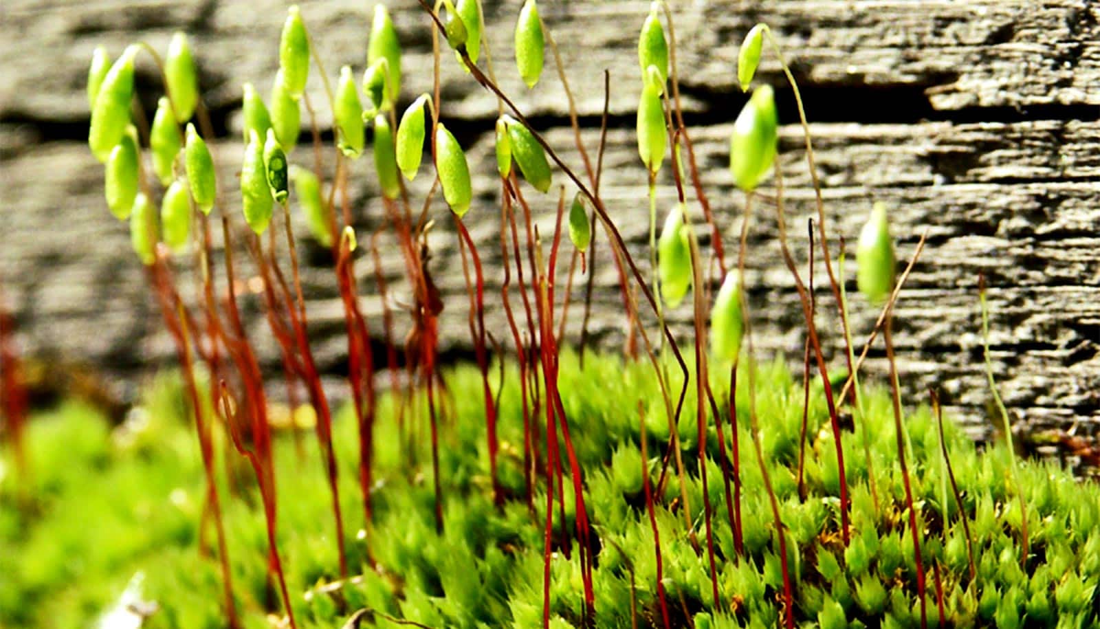 first plants on earth