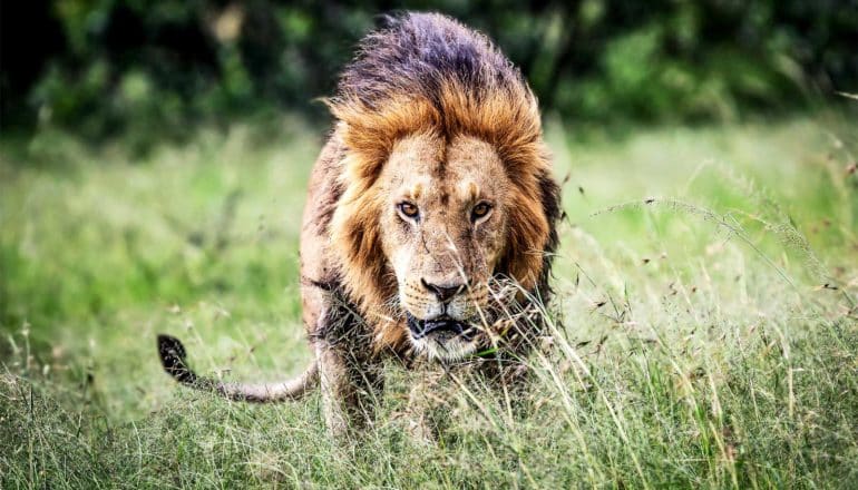A lion walks through tall grass