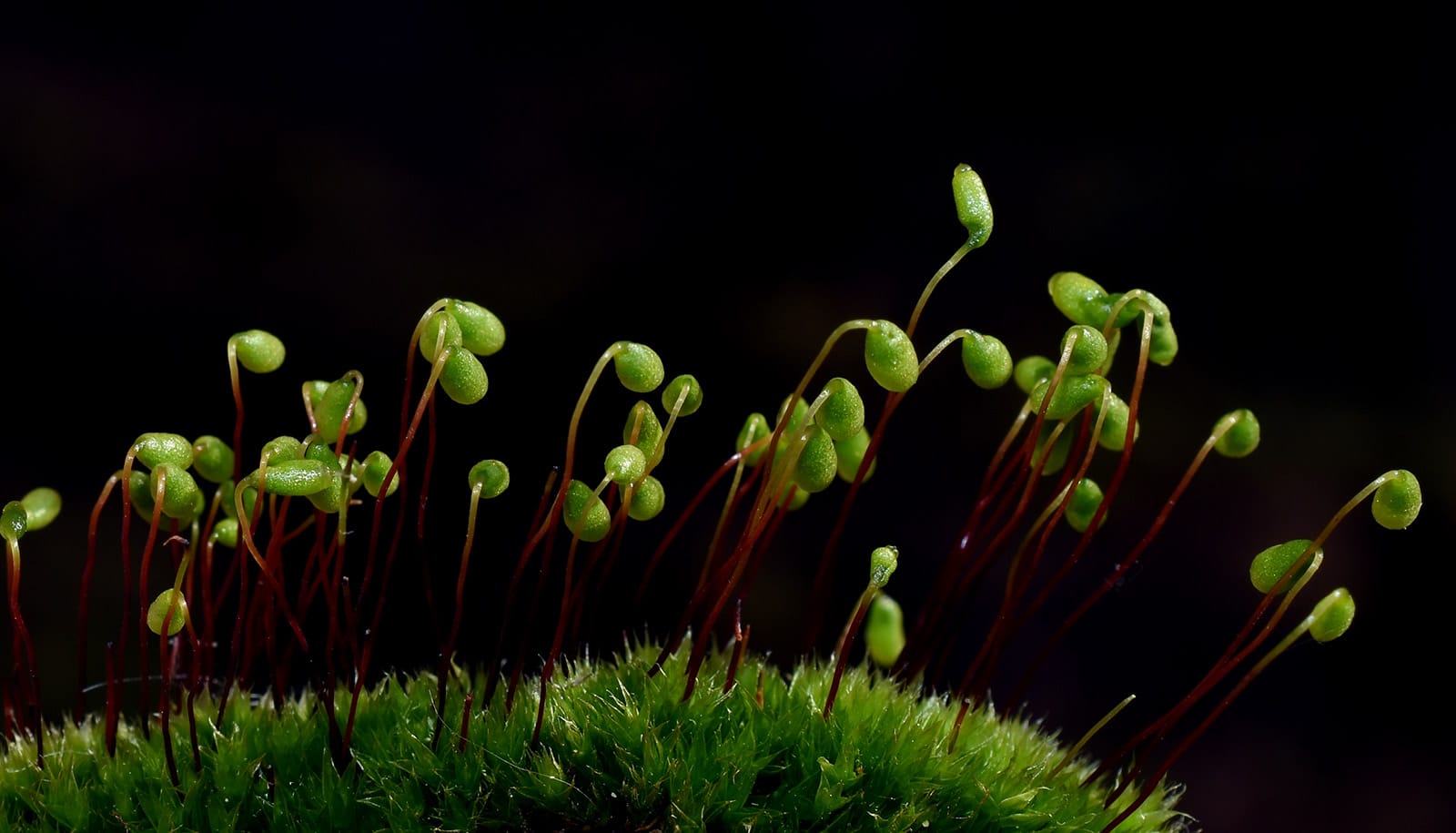 Mosses: Primordial plants thriving in the modern world: Nature News