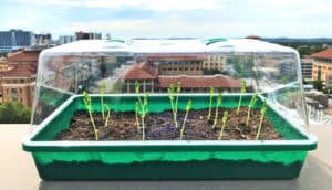 A small green garden box has green plants growing from the self-watering soil