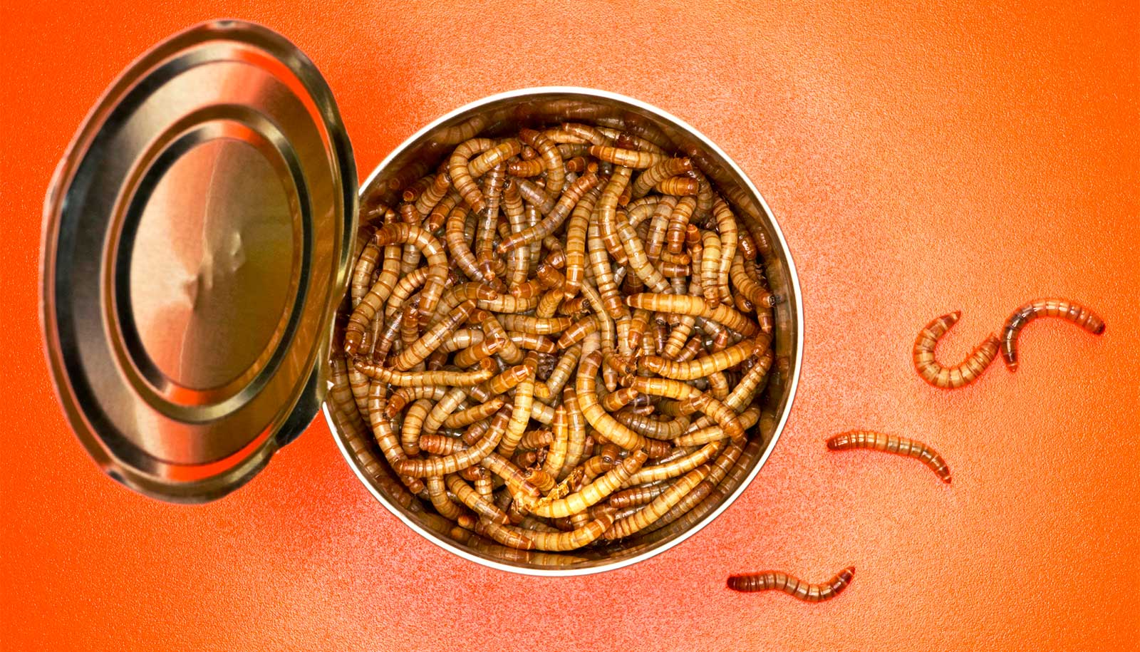 Mealworms vs. Which food fails the 'yuck' test? Futurity