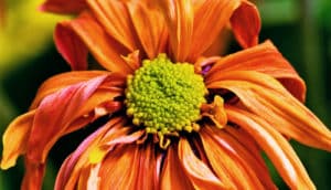 An orange flower with a green center is dying with petals wilting