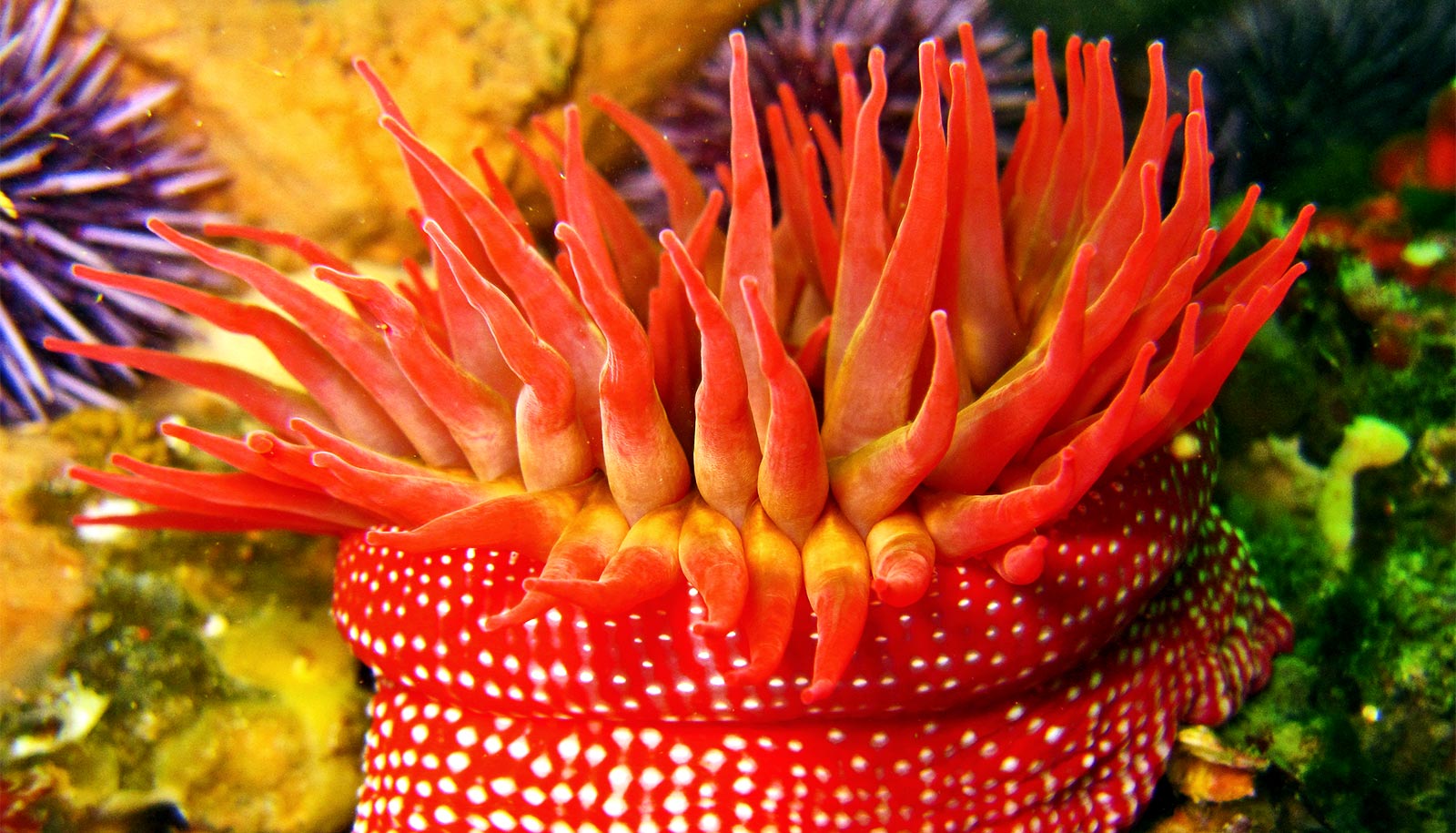 sea-anemones-food-1600 Futurity