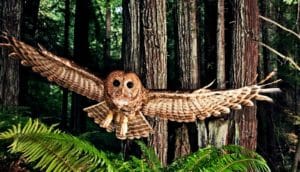 A spotted owl flies at the camera from the forest
