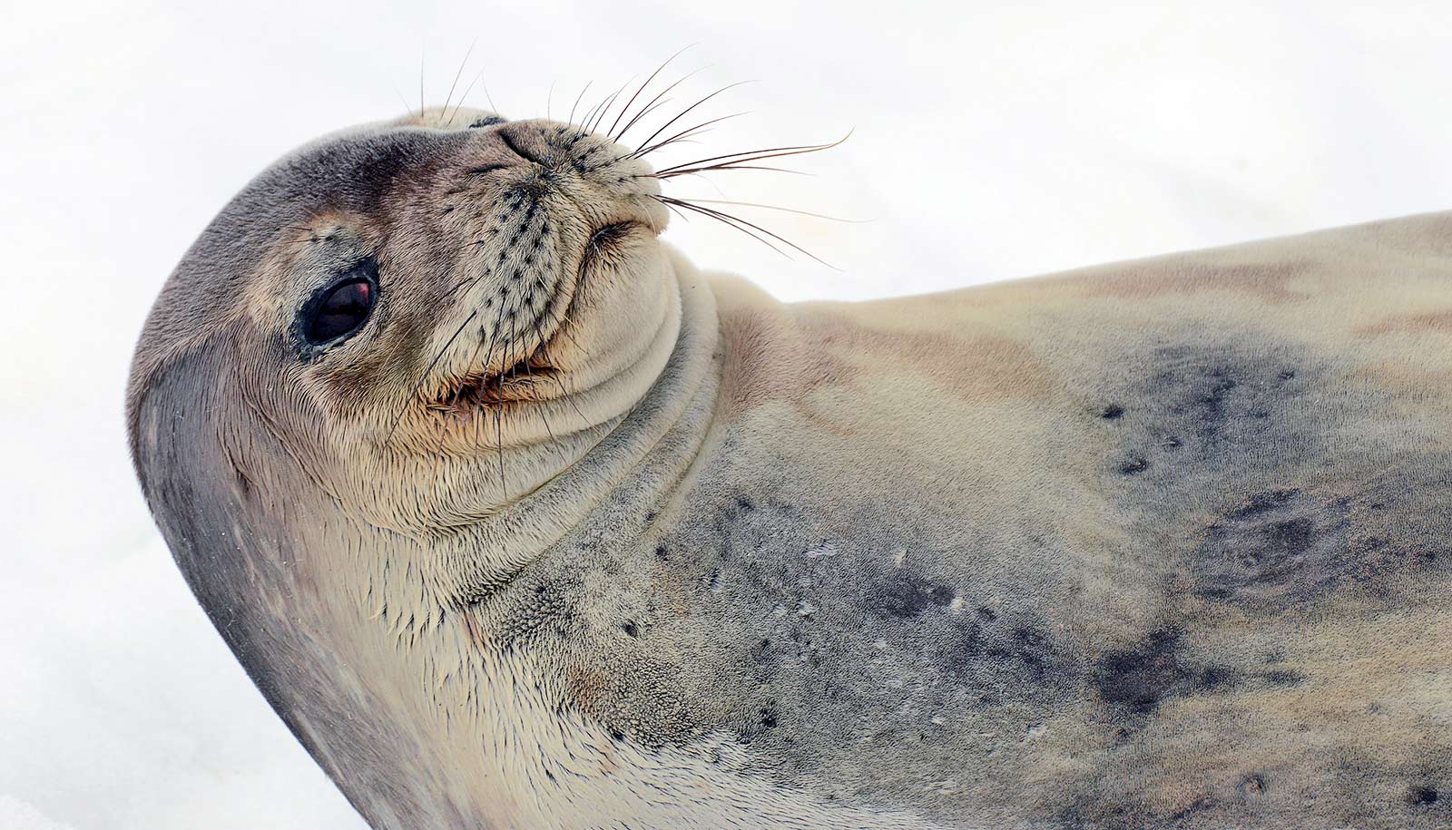 Seals chirp under the Antarctic ice, but we can’t hear them