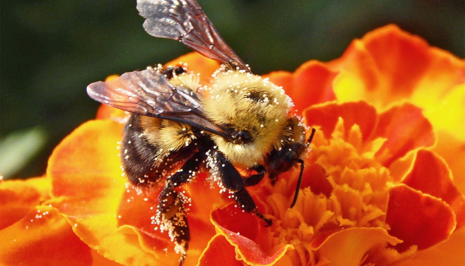 Bumble bees in places with fewer flowers are sicker