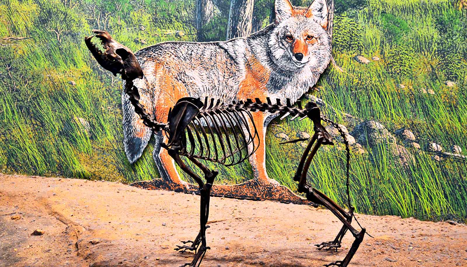 Dire wolves weren t closely related to today s wolves futurity