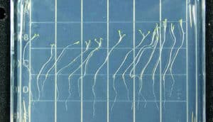 Small plants side by side in a container