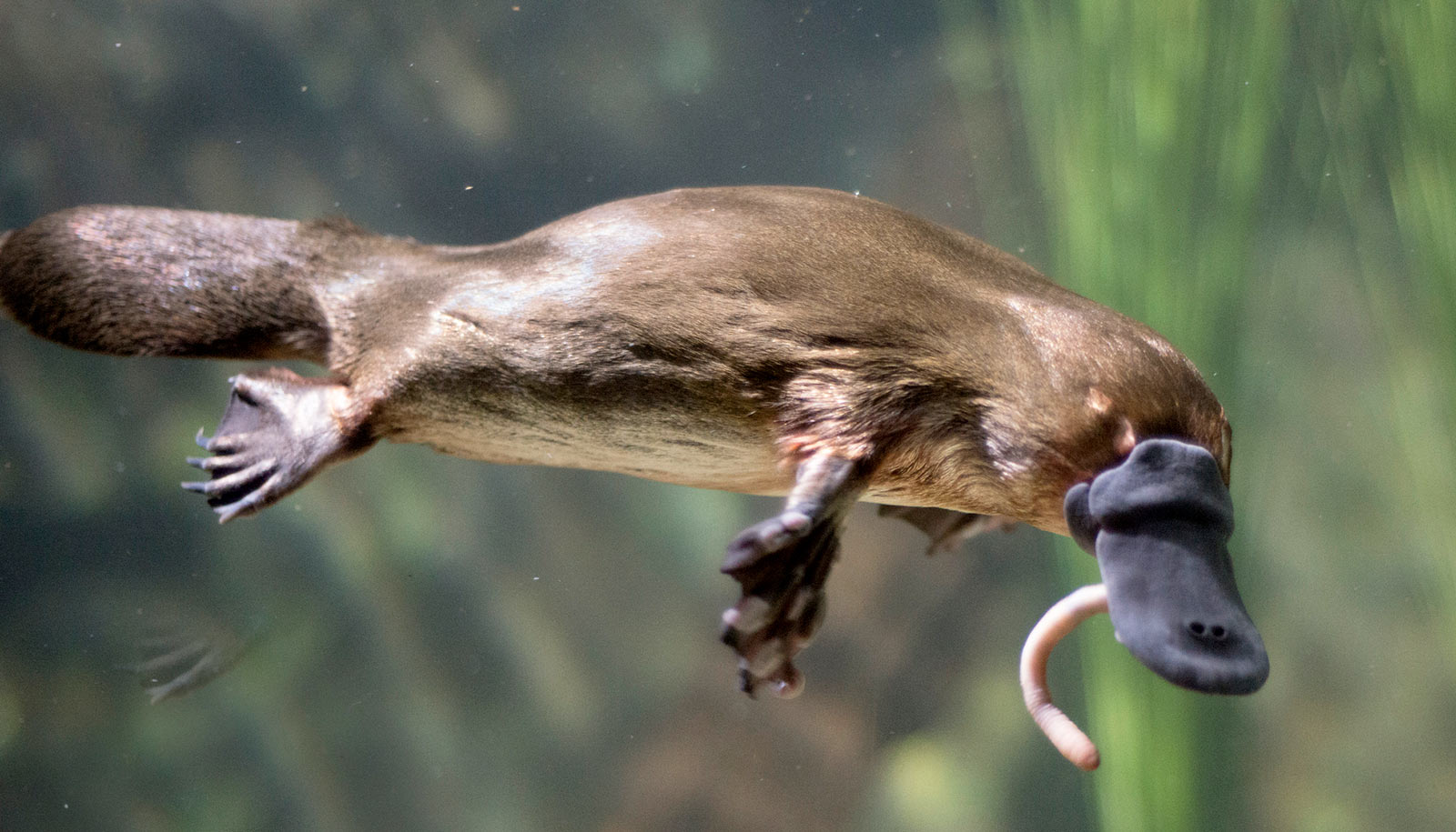 Why the platypus sweats milk and is so weird - Futurity