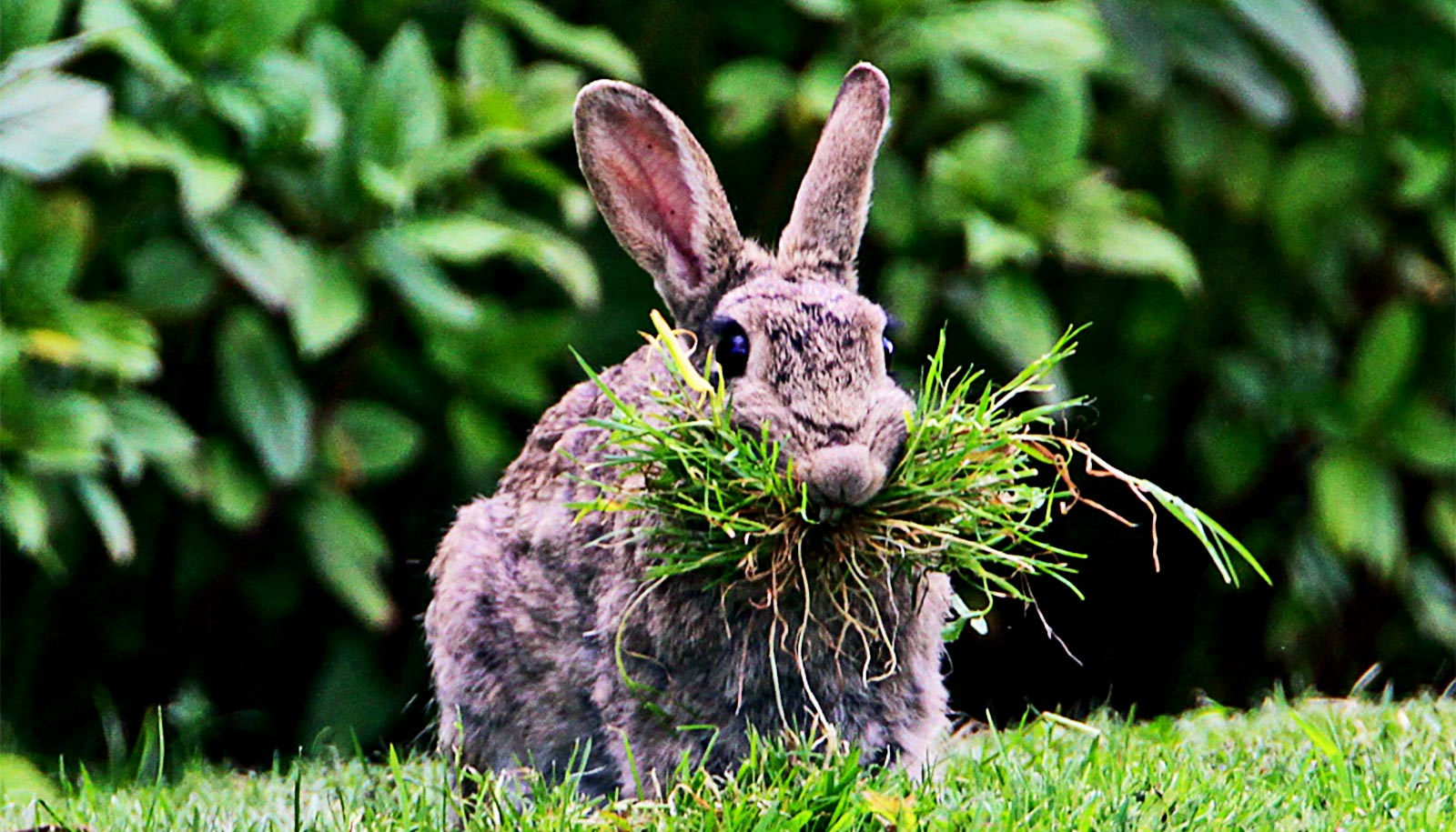 Genes highlight differences in wild and tame rabbits - Futurity