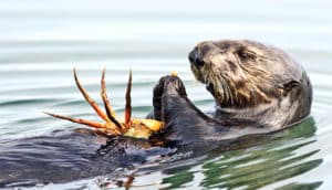 A sea otter holds a crab while floating on the water