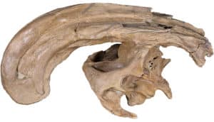 The Parasaurolophus cyrtocristatus skull on a white background