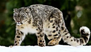 A snow leopard walks on white snow with a forest in the background
