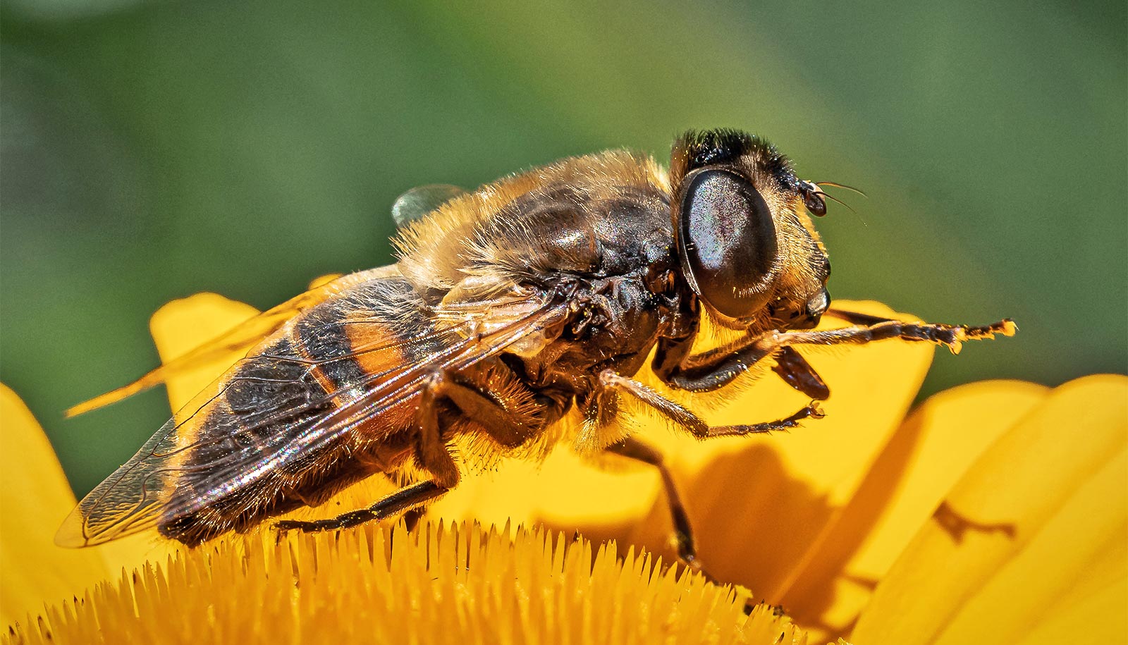 honey-bees-1600 - Futurity