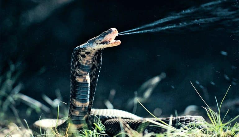 A spitting cobra sprays venom from its mouth