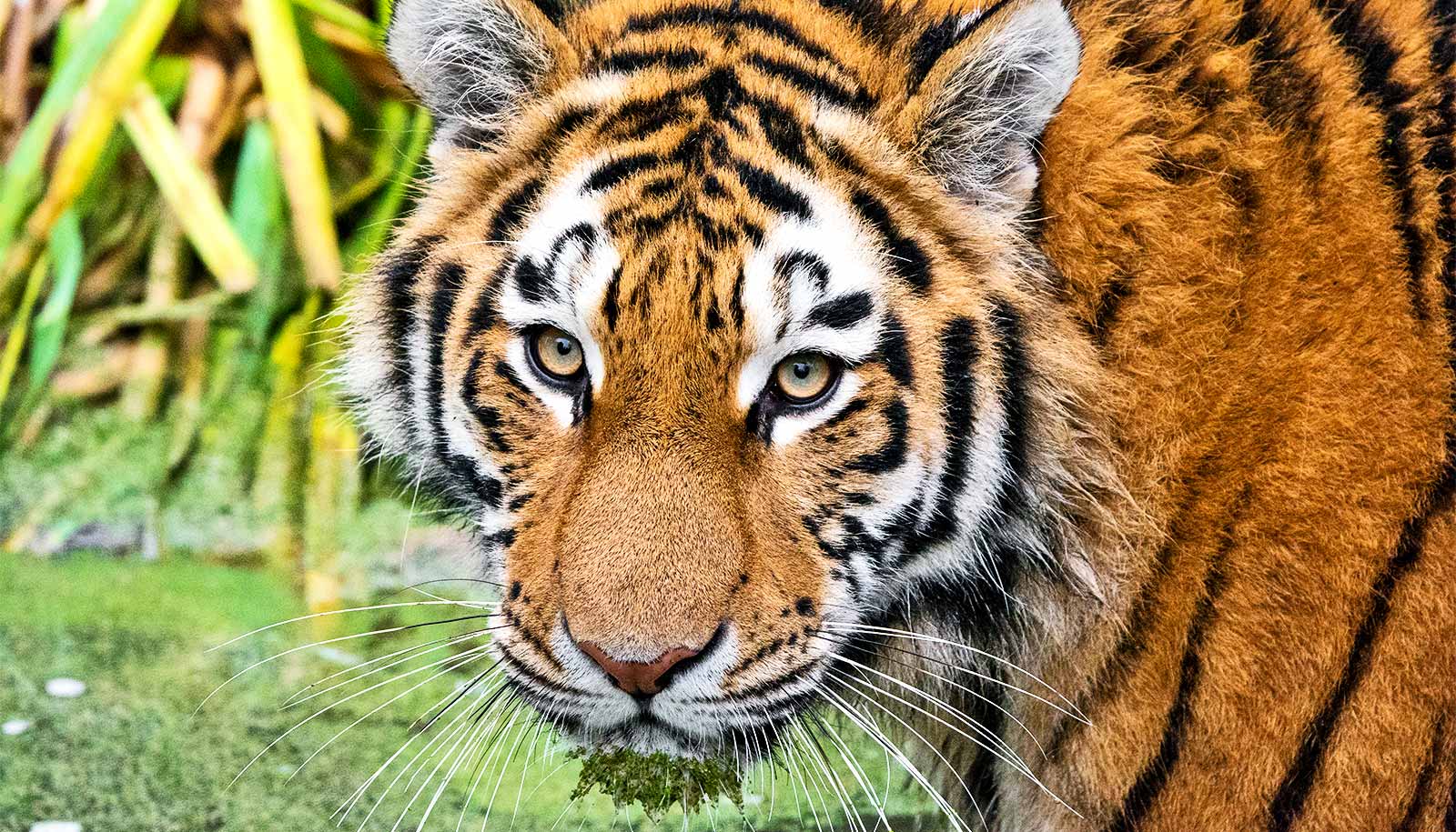 New Video: Saving the Last Tigers of Asia, News