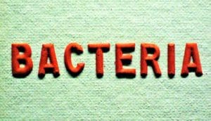 Red clay letters spell out "bacteria" on a green background