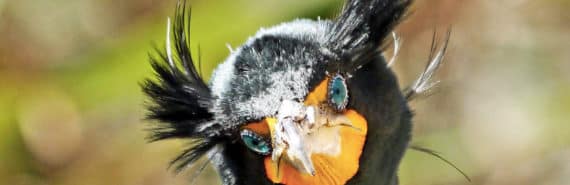 double-crested cormorant face with orange beak, blue eyes, and two puffs of feathers on head