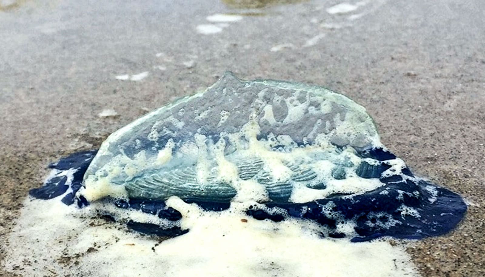 A by-the-wind sailor jellyfish washed up on shore, covered in sea foam, with it's translucent "sail" pointed upwards